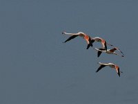 Phoenicopterus ruber 26, Flamingo, Saxifraga-Jan van der Straaten