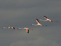 Phoenicopterus ruber 27, Flamingo, Saxifraga-Marijke Verhagen