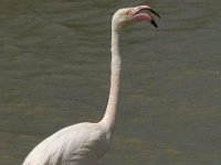 Phoenicopterus ruber 28, Flamingo, Saxifraga-Jan van der Straaten