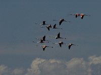 Phoenicopterus ruber 29, Flamingo, Saxifraga-Jan van der Straaten