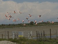 Phoenicopterus ruber 30, Flamingo, Saxifraga-Jan van der Straaten