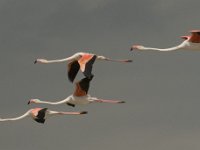 Phoenicopterus ruber 31, Flamingo, Saxifraga-Marijke Verhagen