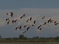 Phoenicopterus ruber 34, Flamingo, Saxifraga-Jan van der Straaten