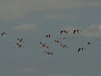 Phoenicopterus ruber 35, Flamingo, Saxifraga-Marijke Verhagen