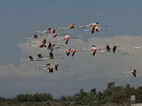 Phoenicopterus ruber 38, Flamingo, Saxifraga-Jan van der Straaten