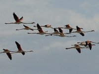 Phoenicopterus ruber 41, Flamingo, Saxifraga-Marijke Verhagen