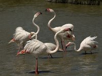 Phoenicopterus ruber 44, Flamingo, Saxifraga-Jan van der Straaten