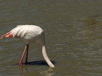 Phoenicopterus ruber 46, Flamingo, Saxifraga-Jan van der Straaten
