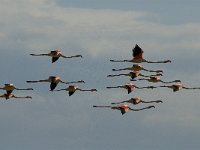 Phoenicopterus ruber 47, Flamingo, Saxifraga-Marijke Verhagen