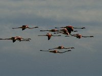 Phoenicopterus ruber 49, Flamingo, Saxifraga-Marijke Verhagen
