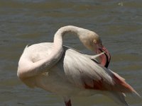 Phoenicopterus ruber 53, Flamingo, Saxifraga-Jan van der Straaten