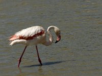 Phoenicopterus ruber 55, Flamingo, Saxifraga-Jan van der Straaten