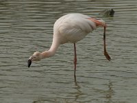 Phoenicopterus ruber 71, Flamingo, Saxifraga-Willem van Kruijsbergen
