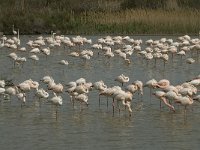 Phoenicopterus ruber 79, Flamingo, Saxifraga-Willem van Kruijsbergen