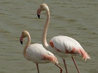 Phoenicopterus ruber 80, Flamingo, Saxifraga-Willem van Kruijsbergen