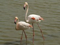 Phoenicopterus ruber 82, Flamingo, Saxifraga-Willem van Kruijsbergen