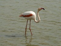 Phoenicopterus ruber 84, Flamingo, Saxifraga-Willem van Kruijsbergen