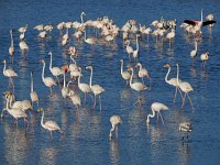 Phoenicopterus ruber 91, Flamingo, Saxifraga-Ed Stikvoort