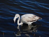 Phoenicopterus ruber 93, Flamingo, Saxifraga-Ed Stikvoort