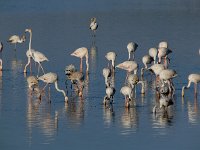 Phoenicopterus ruber 94, Flamingo, Saxifraga-Ed Stikvoort