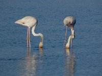 Phoenicopterus ruber 98, Flamingo, Saxifraga-Ed Stikvoort