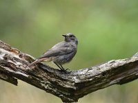 Phoenicurus ochruros 29, Zwarte roodstaart, Saxifraga-Luuk Vermeer