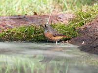 Phoenicurus phoenicurus 108, Gekraagde roodstaart, Saxifraga-Luuk Vermeer