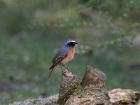 Phoenicurus phoenicurus 29, Gekraagde roodstaart, Saxifraga-Luuk Vermeer