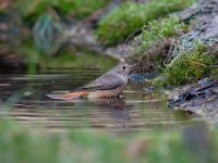 Phoenicurus phoenicurus 33, Gekraagde roodstaart, Saxifraga-Luuk Vermeer