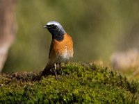 Phoenicurus phoenicurus 38, Gekraagde roodstaart, Saxifraga-Luuk Vermeer