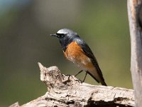 Phoenicurus phoenicurus 52, Gekraagde roodstaart, Saxifraga-Luuk Vermeer