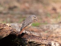 Phoenicurus phoenicurus 73, Gekraagde roodstaart, Saxifraga-Luuk Vermeer