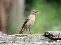 Phoenicurus phoenicurus 96, Gekraagde roodstaart, Saxifraga-Luuk Vermeer