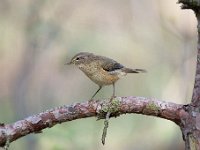 Phylloscopus collybita 101, Tjiftjaf, Saxifraga-Luuk Vermeer