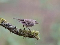 Phylloscopus collybita 106, Tjiftjaf, Saxifraga-Luuk Vermeer