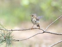 Phylloscopus collybita 109, Tjiftjaf, Saxifraga-Luuk Vermeer