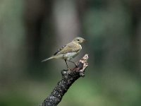 Phylloscopus collybita 21, Tjiftjaf, Saxifraga-Luuk Vermeer