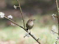 Phylloscopus collybita 27, Tjiftjaf, Saxifraga-Luuk Vermeer