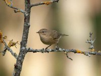 Phylloscopus collybita 29, Tjiftjaf, Saxifraga-Luuk Vermeer