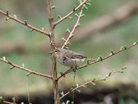 Phylloscopus collybita 42, Tjiftjaf, Saxifraga-Luuk Vermeer