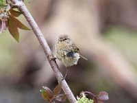 Phylloscopus collybita 46, Tjiftjaf, Saxifraga-Luuk Vermeer