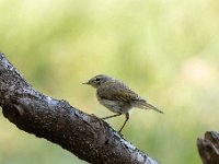 Phylloscopus collybita 50, Tjiftjaf, Saxifraga-Luuk Vermeer