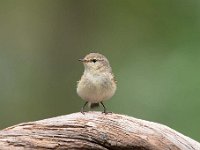 Phylloscopus collybita 61, Tjiftjaf, Saxifraga-Luuk Vermeer