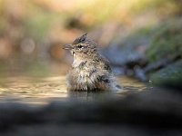 Phylloscopus collybita 76, Tjiftjaf, Saxifraga-Luuk Vermeer