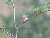 Phylloscopus collybita 78, Tjiftjaf, Saxifraga-Luuk Vermeer