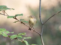 Phylloscopus collybita 83, Tjiftjaf, Saxifraga-Luuk Vermeer