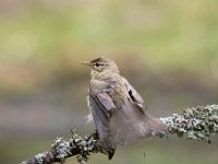 Phylloscopus collybita 88, Tjiftjaf, Saxifraga-Luuk Vermeer