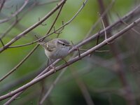 Phylloscopus humei 4, Humes bladkoning, Saxifraga-Luc Hoogenstein : vogel