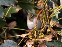 Phylloscopus inornatus 2, Bladkoning, Saxifraga-Bart Vastenhouw