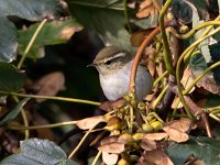 Phylloscopus inornatus 3, Bladkoning, Saxifraga-Bart Vastenhouw